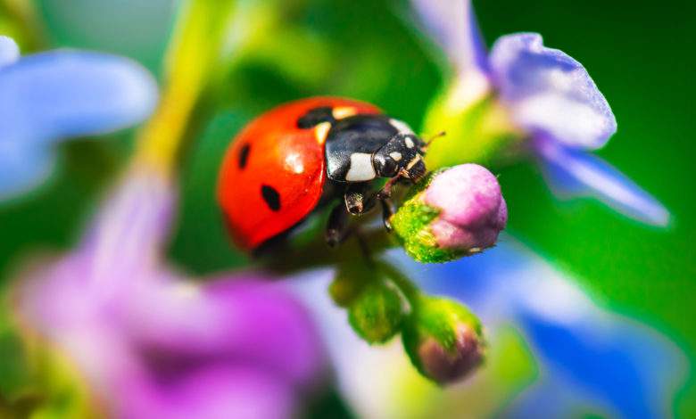 Comment attirer les coccinelles au jardin ?