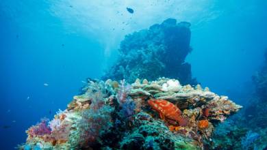 Des chercheurs ont réussi à cultiver du corail en laboratoire pour régénérer les récifs mourants