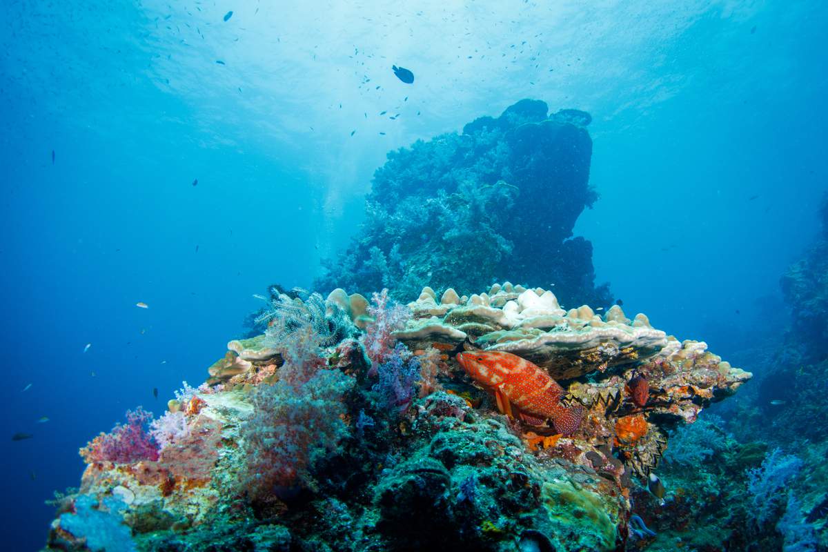 Des chercheurs ont réussi à cultiver du corail en laboratoire pour régénérer les récifs mourants