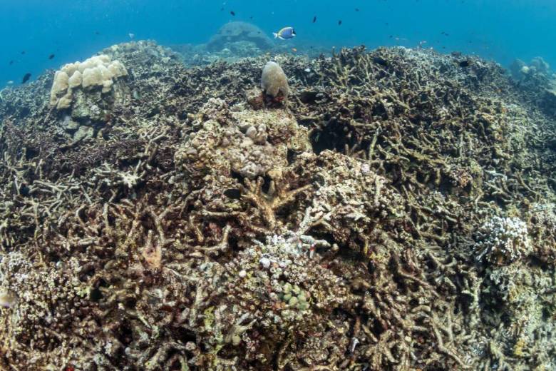 Des chercheurs ont réussi à cultiver du corail en laboratoire pour régénérer les récifs mourants