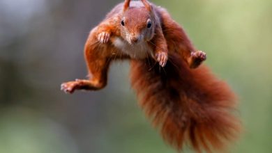 Comment protégez les petits écureuils de nos jardins ?