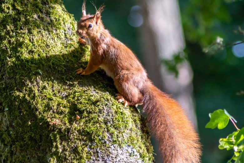 Comment protégez les petits écureuils de nos jardins ?