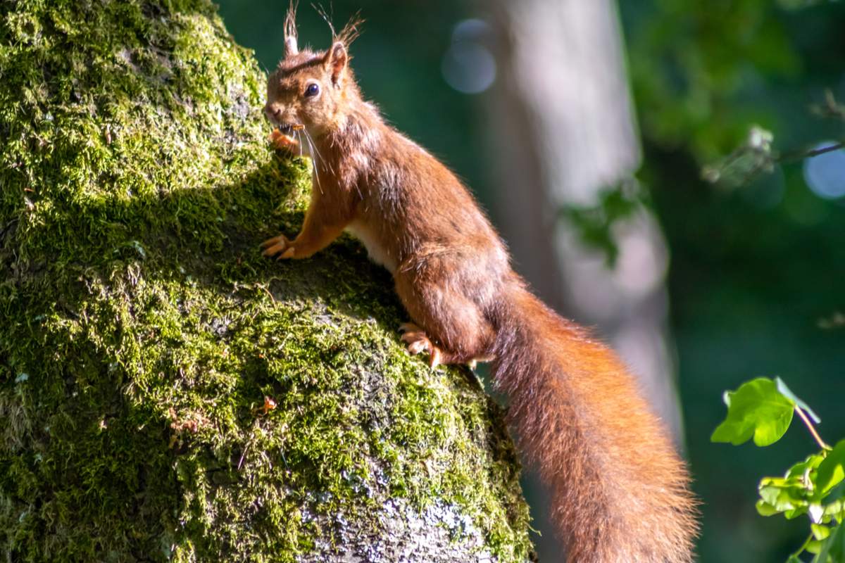 BOL ANIMAUX '''ÉCUREUILS