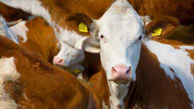 L'élevage animal intensif émet plus de gaz à effet de serre que l'ensemble des transports de la planète