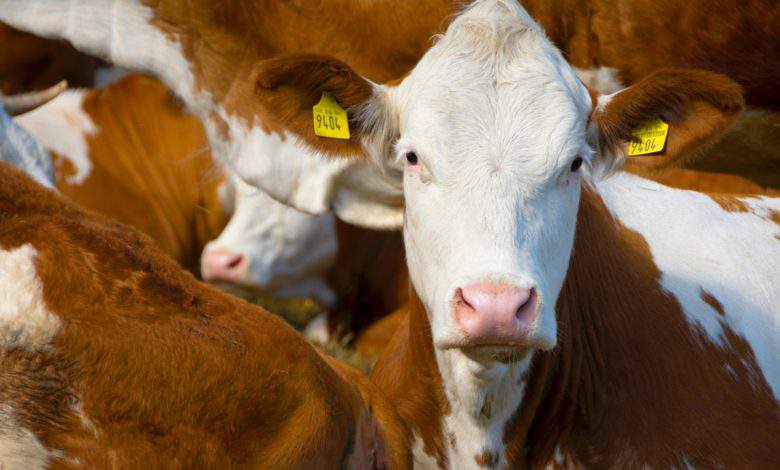 L'élevage animal intensif émet plus de gaz à effet de serre que l'ensemble des transports de la planète