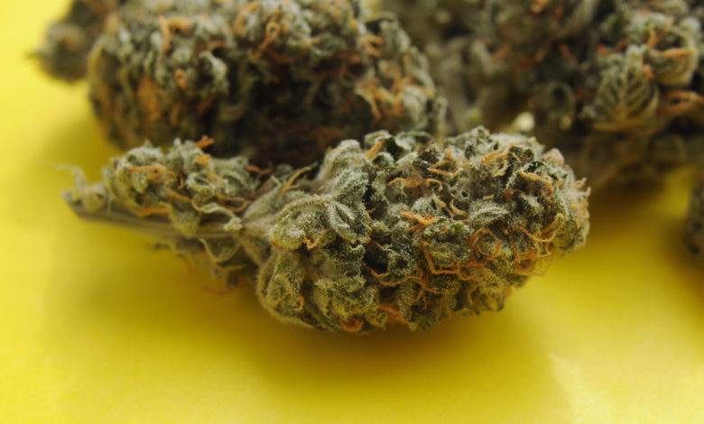 CBD : bien qu'autorisées actuellement, les fleurs de CBD devraient être interdites à la vente en France d'ici peu !