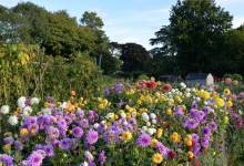 Une loi oblige-t-elle vraiment les propriétaires de terres agricoles à planter des fleurs pour les abeilles ?