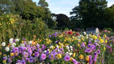 Une loi oblige-t-elle vraiment les propriétaires de terres agricoles à planter des fleurs pour les abeilles ?