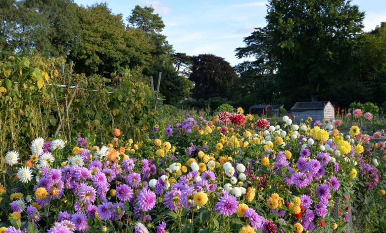 Une loi oblige-t-elle vraiment les propriétaires de terres agricoles à planter des fleurs pour les abeilles ?