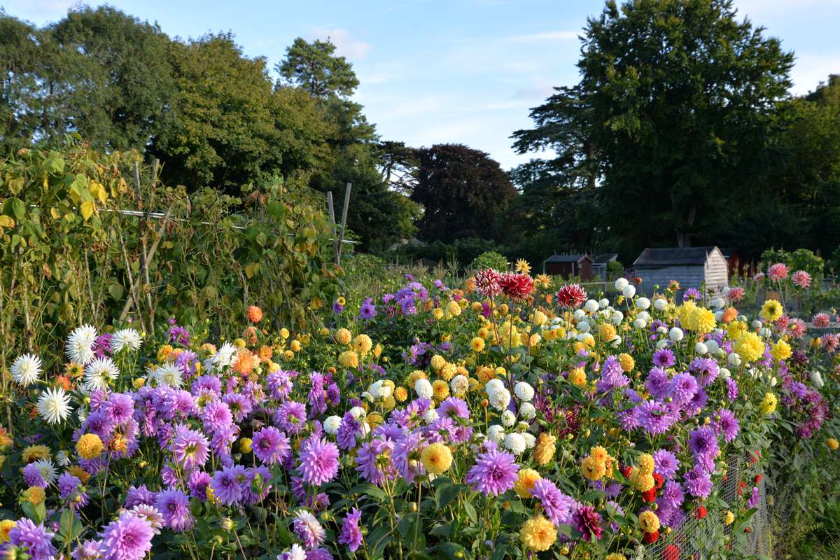 Une loi oblige-t-elle vraiment les propriétaires de terres agricoles à planter des fleurs pour les abeilles ?