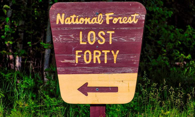Lost 40 : la forêt ancienne préservée grâce à une erreur humaine