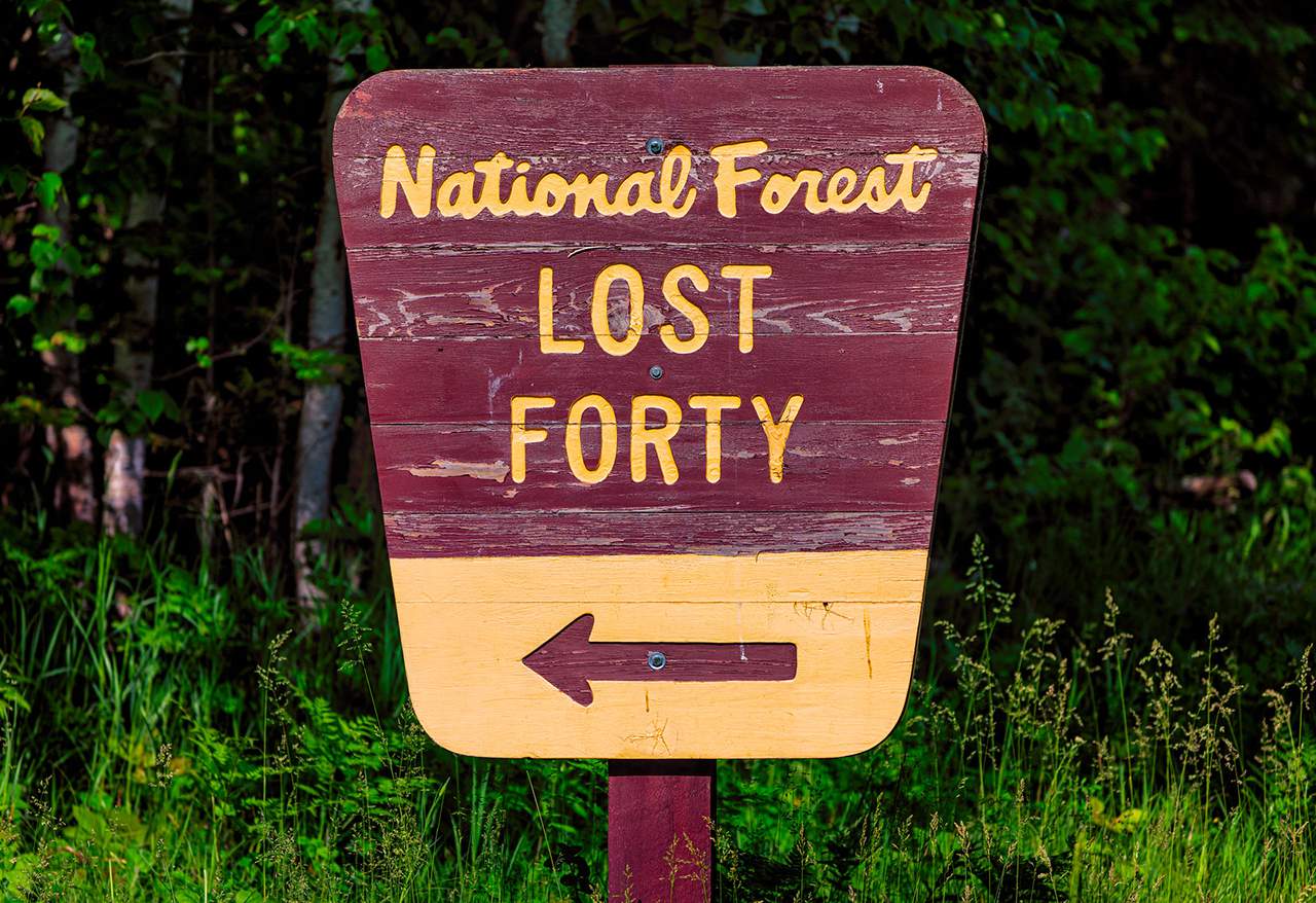 Lost 40 : la forêt ancienne préservée grâce à une erreur humaine