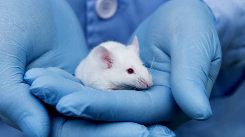 Une étude sur des souris révèle que jeûner augmenterait la durée de vie !