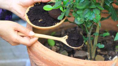 Comment réutiliser le marc de café dans le jardin ou à la maison ?