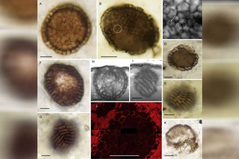 Ce fossile vieux d'un milliard d'années pourrait être l'organisme multicellulaire le plus ancien jamais découvert