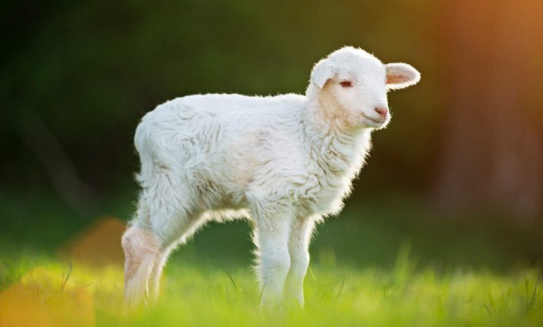 Et si vous remplaciez votre tondeuse par un mouton ?