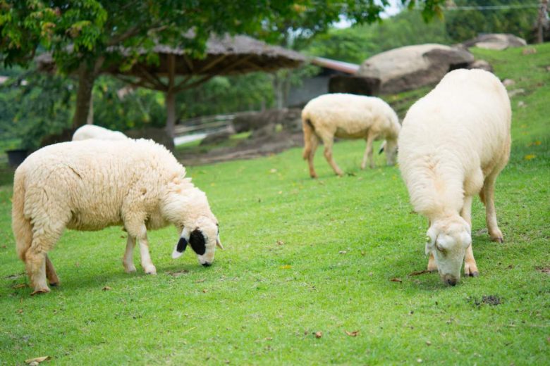 Et si vous remplaciez votre tondeuse par un mouton ?