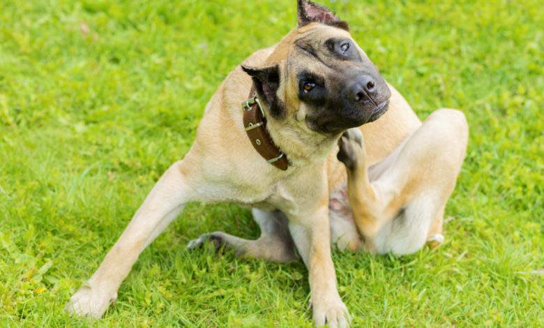 Comment lutter efficacement et naturellement contre les puces chez le chien ?
