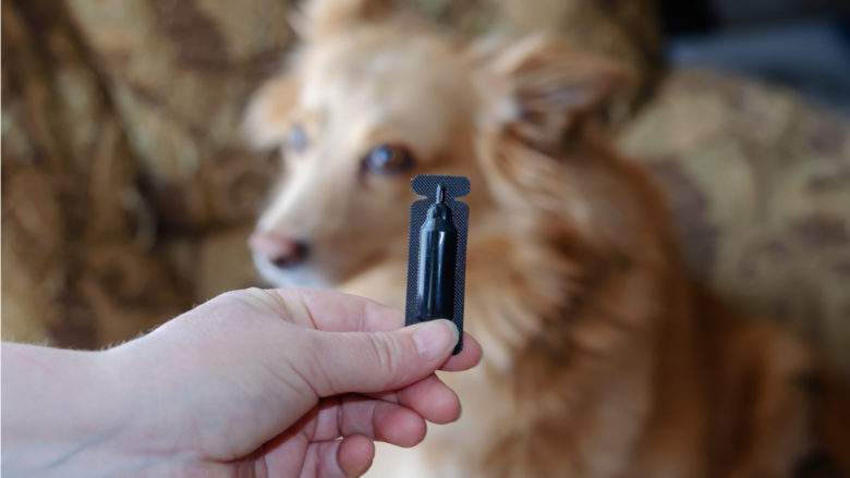 Comment lutter efficacement et naturellement contre les puces chez le chien ?