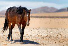 Les puits creusés par les chevaux et ânes du désert seraient une aubaine pour de nombreuses espèces