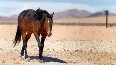 Les puits creusés par les chevaux et ânes du désert seraient une aubaine pour de nombreuses espèces