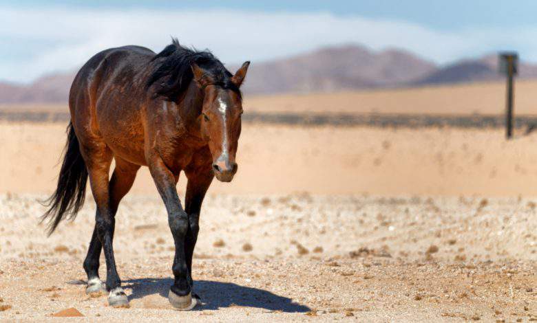 Les puits creusés par les chevaux et ânes du désert seraient une aubaine pour de nombreuses espèces