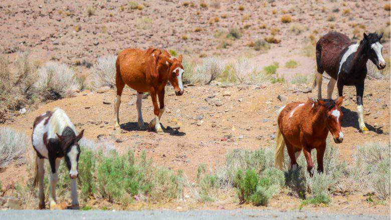 Les puits creusés par les chevaux et ânes du désert seraient une aubaine pour de nombreuses espèces