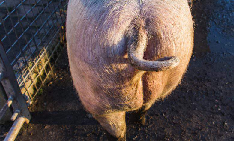 Une étude japonaise explique que les mammifères peuvent être réanimés par le rectum !