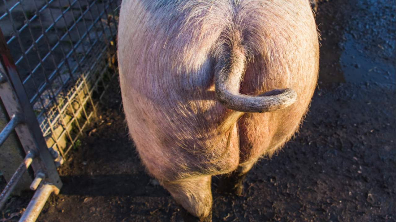 Une étude japonaise explique que les mammifères peuvent être réanimés par le rectum !