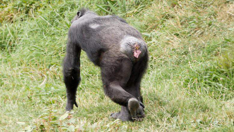 Une étude japonaise explique que les mammifères peuvent être réanimés par le rectum !