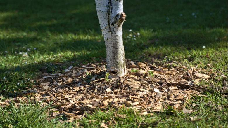 Comment réduire et réutiliser les déchets verts si nombreux au printemps ?