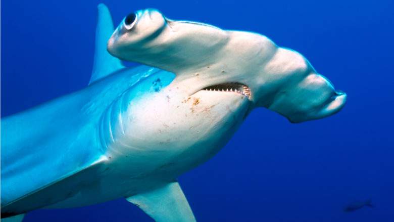 Des chercheurs ont réussi à tromper des requins avec des champs magnétiques
