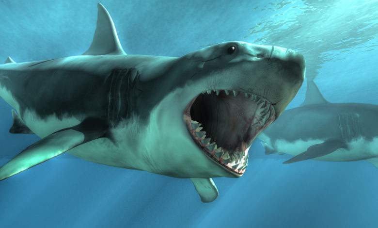 Des chercheurs ont réussi à tromper des requins avec des champs magnétiques