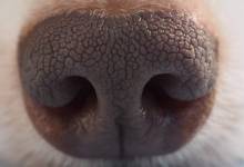 A qui donc est cette truffe ? Un système de reconnaissance qui scanne l’empreinte nasale des chiens !