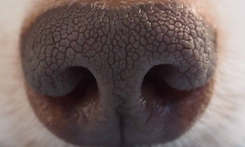 A qui donc est cette truffe ? Un système de reconnaissance qui scanne l’empreinte nasale des chiens !