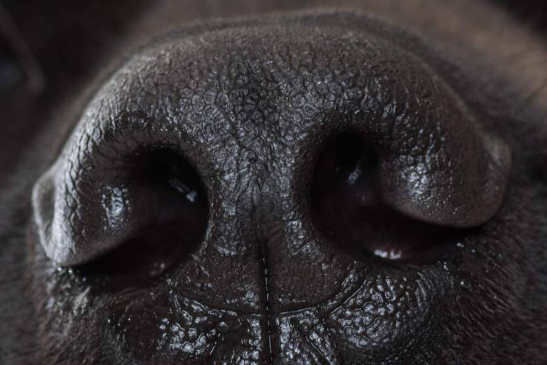 A qui donc est cette truffe ? Un système de reconnaissance qui scanne l’empreinte nasale des chiens !