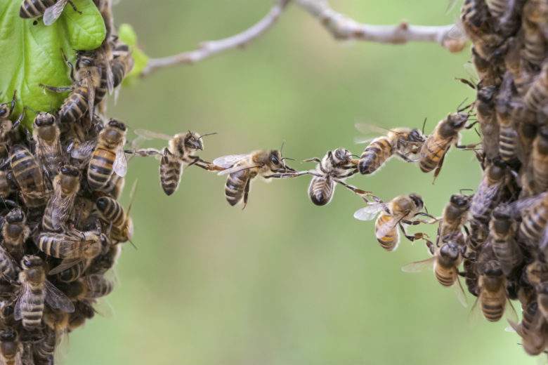 Et si les abeilles étaient bien plus intelligentes qu’on le croit ?