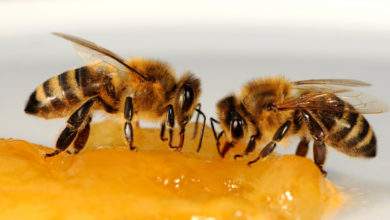 Et si les abeilles étaient bien plus intelligentes qu’on le croit ?