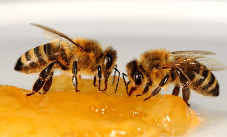 Et si les abeilles étaient bien plus intelligentes qu’on le croit ?