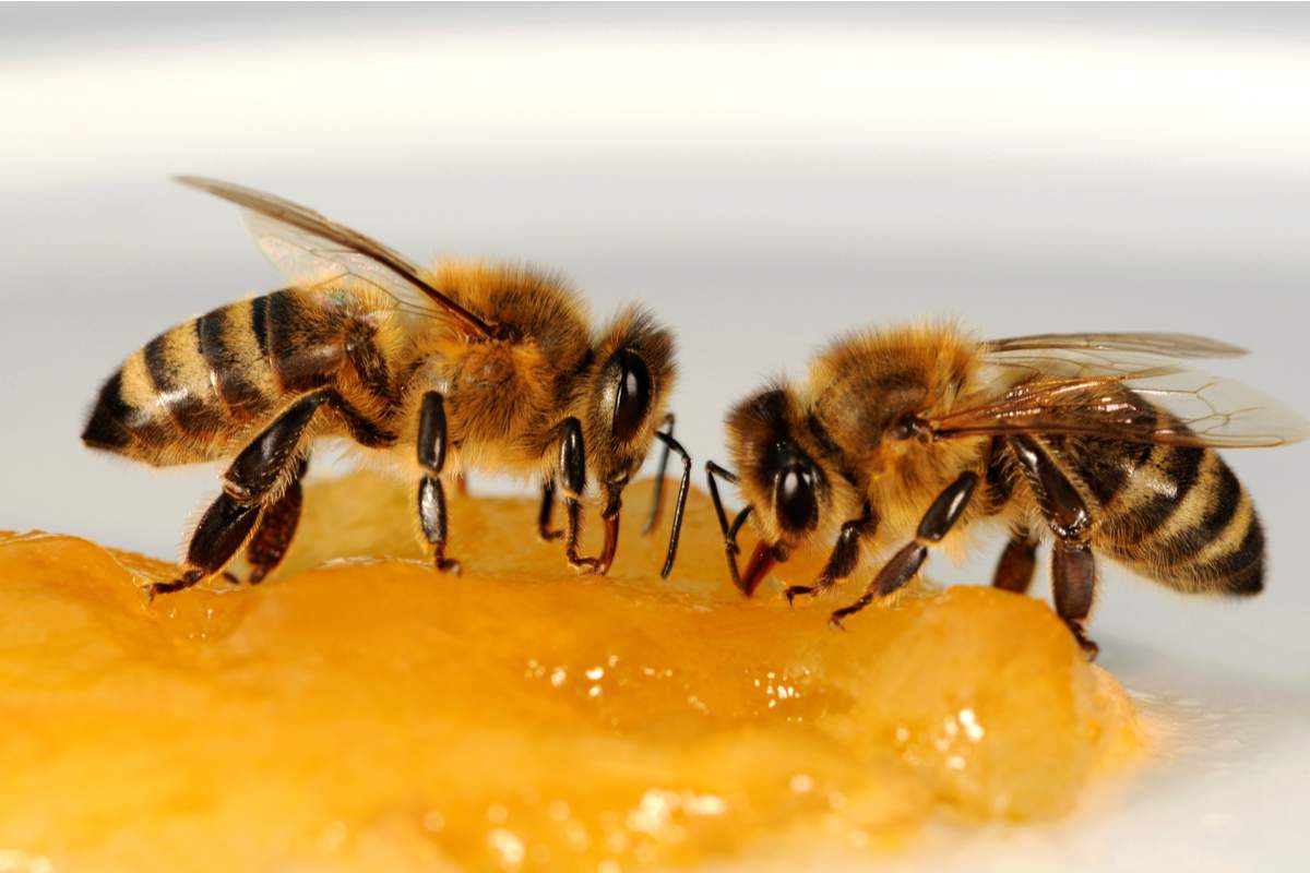Et si les abeilles étaient bien plus intelligentes qu’on le croit ?