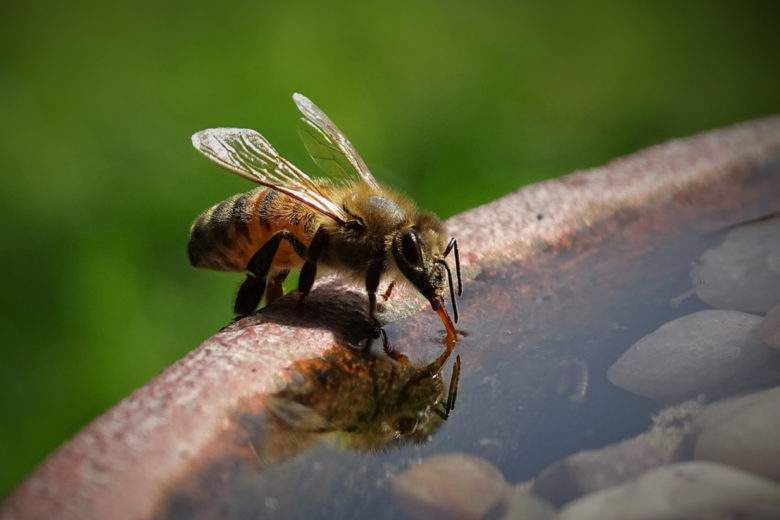 6 astuces pour créer de la biodiversité dans son propre jardin !