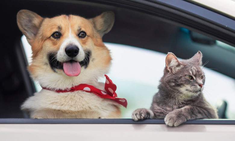 Journée Mondiale contre l'Abandon des Animaux : comment les faire garder pendant vos vacances ?