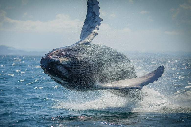 L'Islande renonce à la chasse à la baleine pour la troisième année de suite !