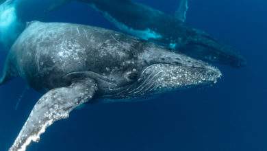 L'Islande renonce à la chasse à la baleine pour la troisième année de suite !