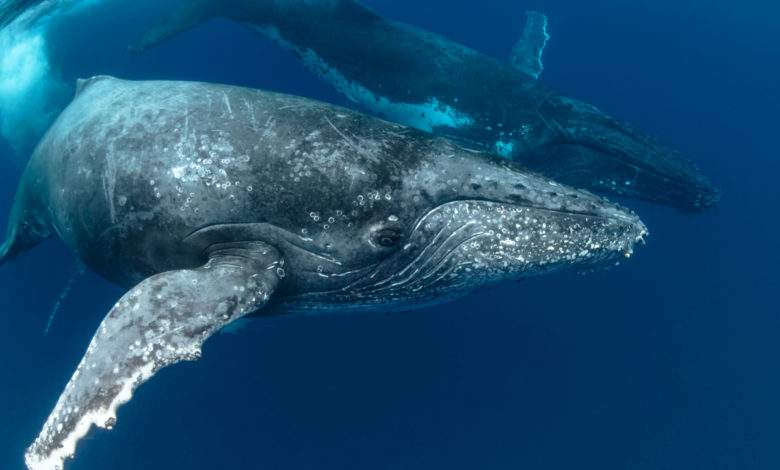 L'Islande renonce à la chasse à la baleine pour la troisième année de suite !