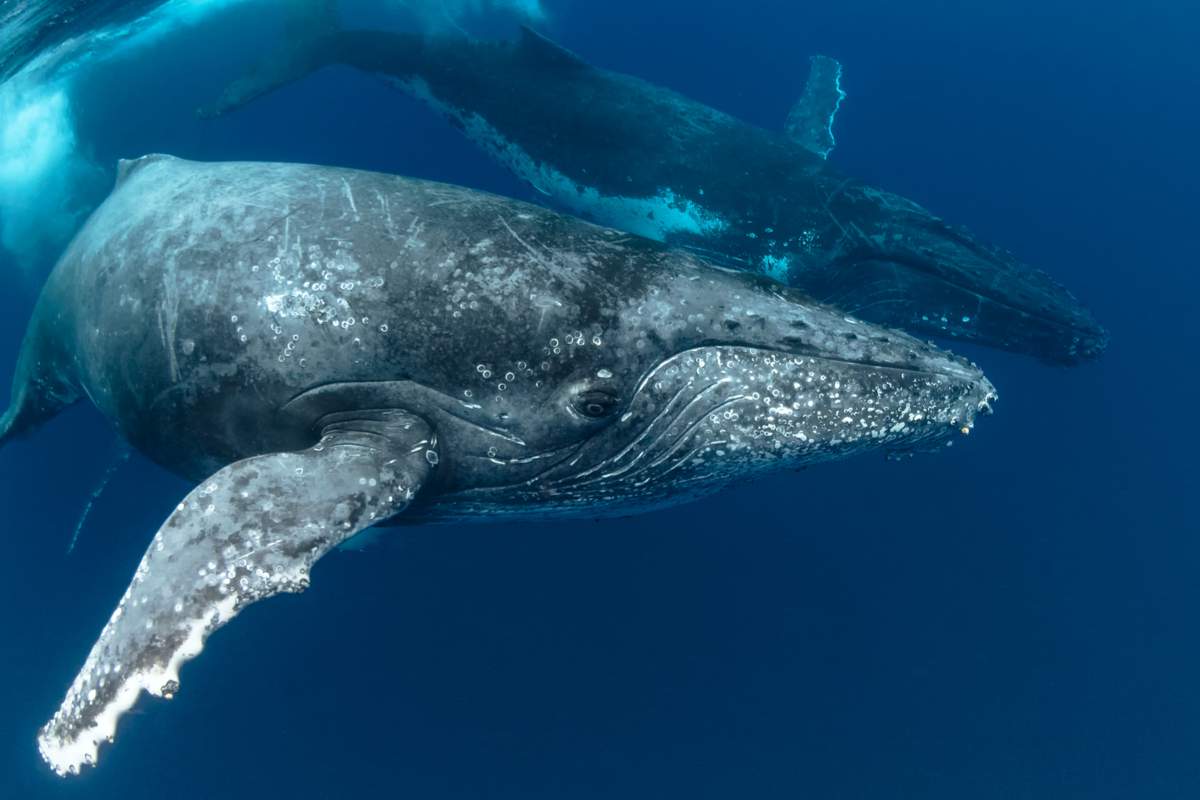 L'Islande renonce à la chasse à la baleine pour la troisième année de suite !