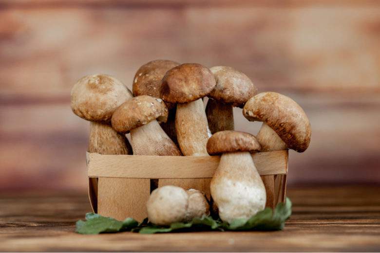 Une étude américaine explique que manger des champignons chaque jour réduirait de moitié les risques de cancer !