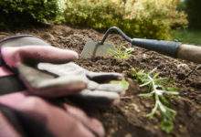 Comment désherber votre jardin sans vous tuer à la tâche ?