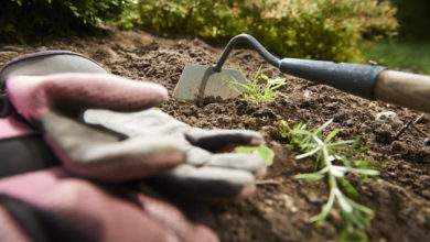 Comment désherber votre jardin sans vous tuer à la tâche ?