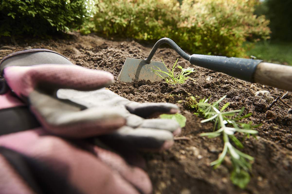 Comment désherber votre jardin sans vous tuer à la tâche ?